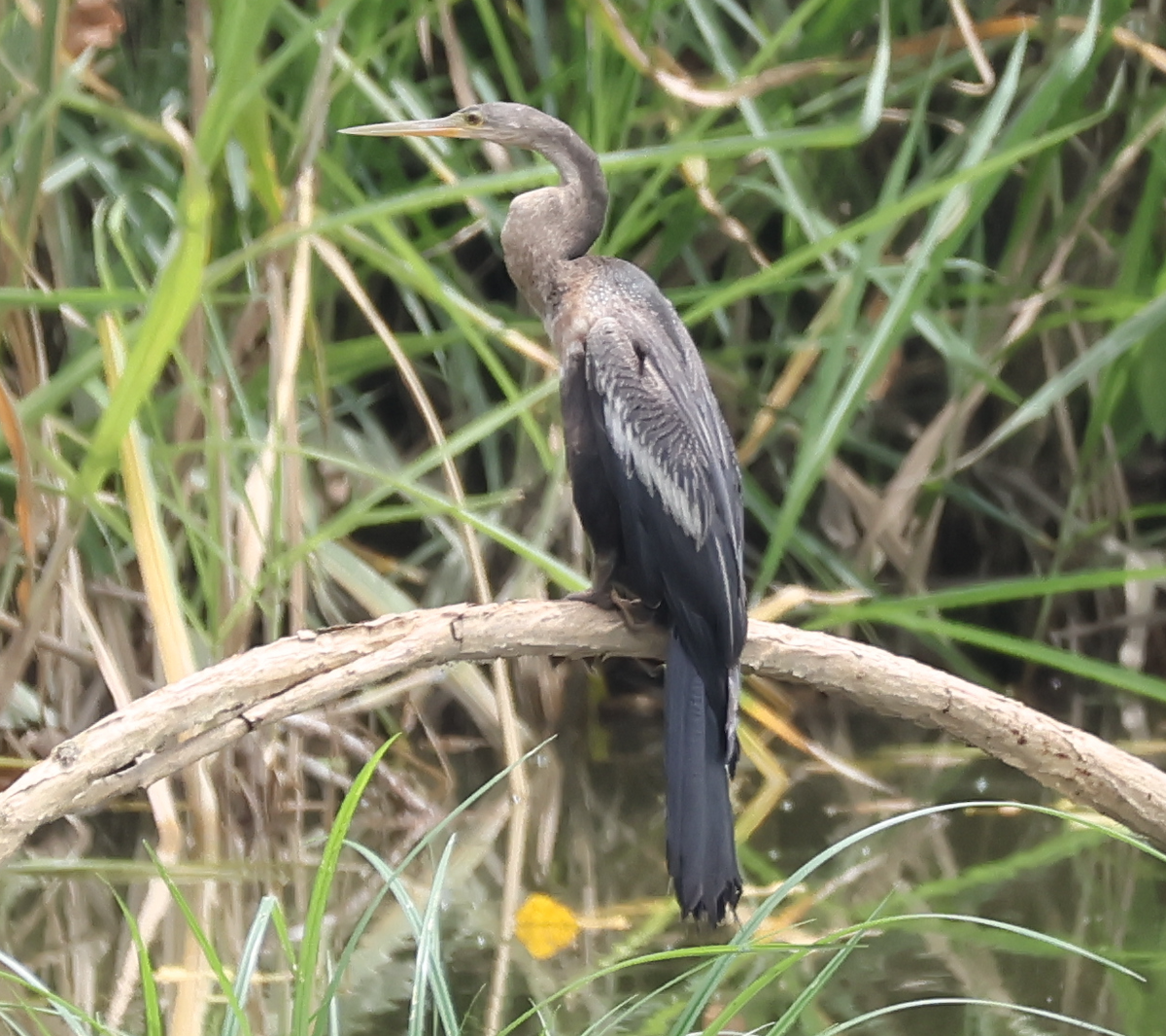 Anhinga - ML642910656