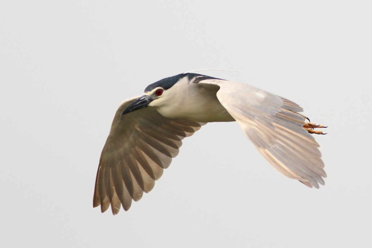 ゴイサギ（nycticorax） - ML642910663