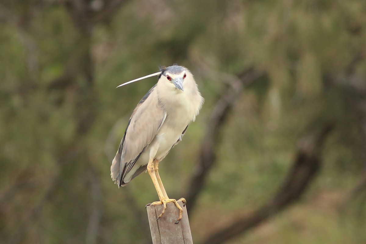 ゴイサギ（nycticorax） - ML642910664