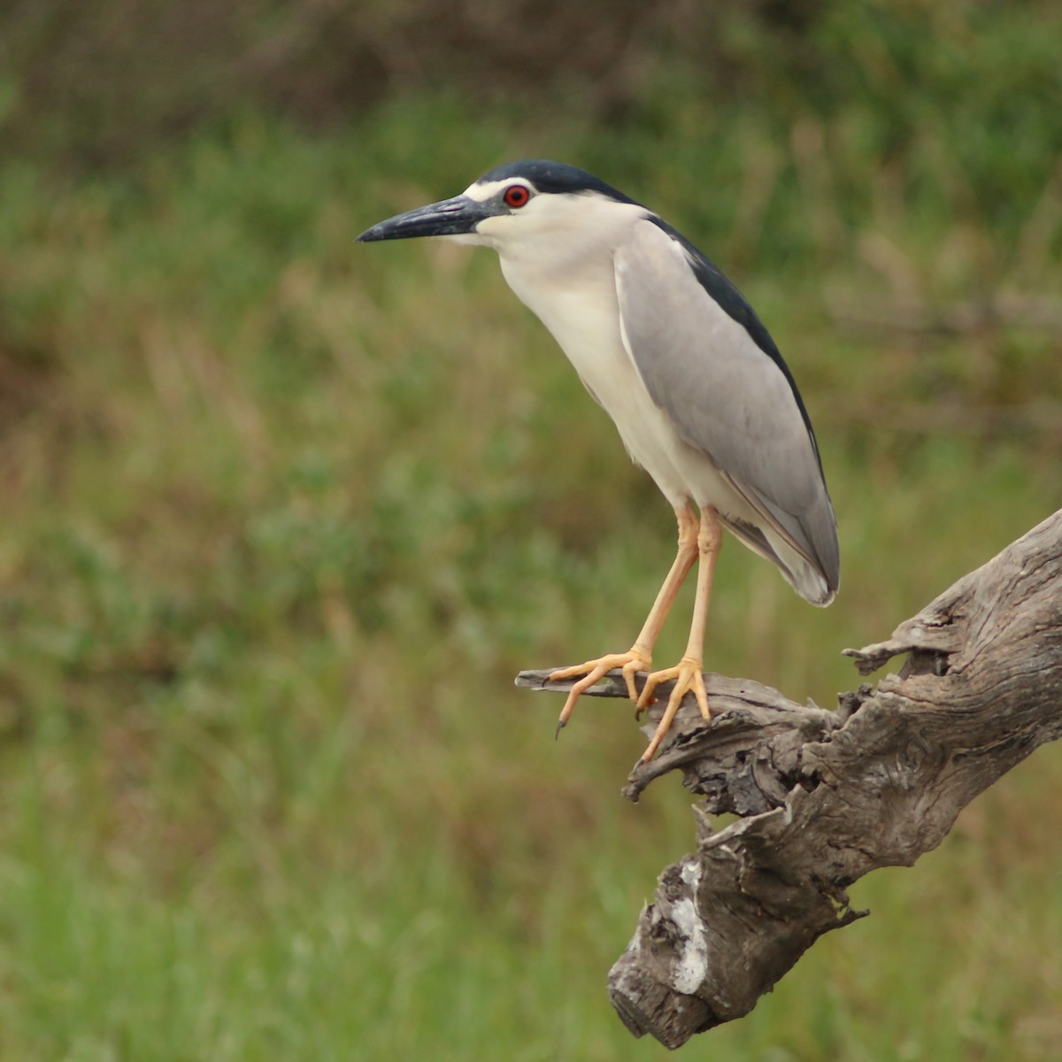 ゴイサギ（nycticorax） - ML642910665