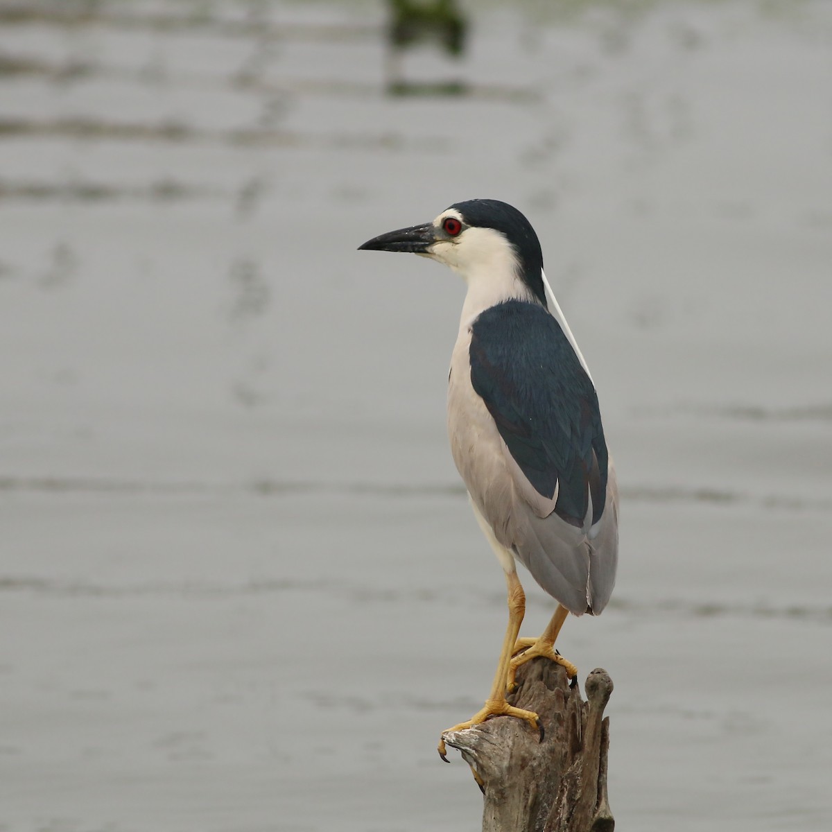 ゴイサギ（nycticorax） - ML642910666