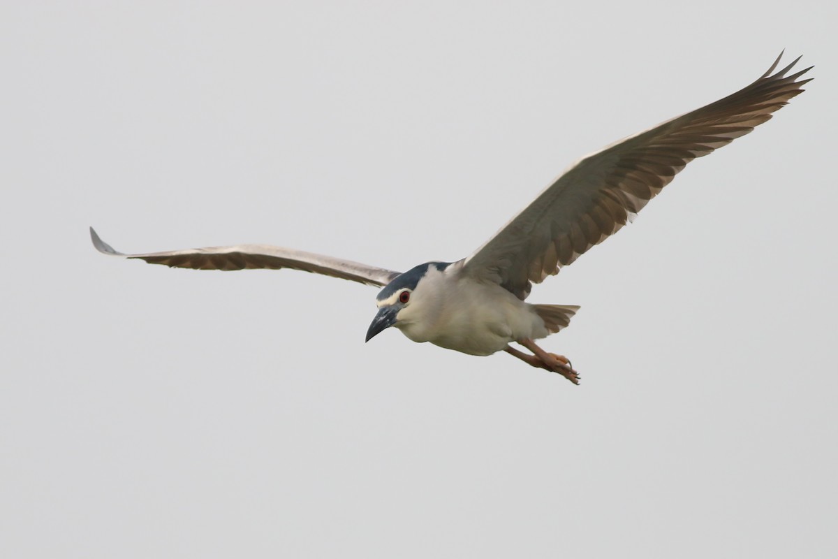 ゴイサギ（nycticorax） - ML642910667