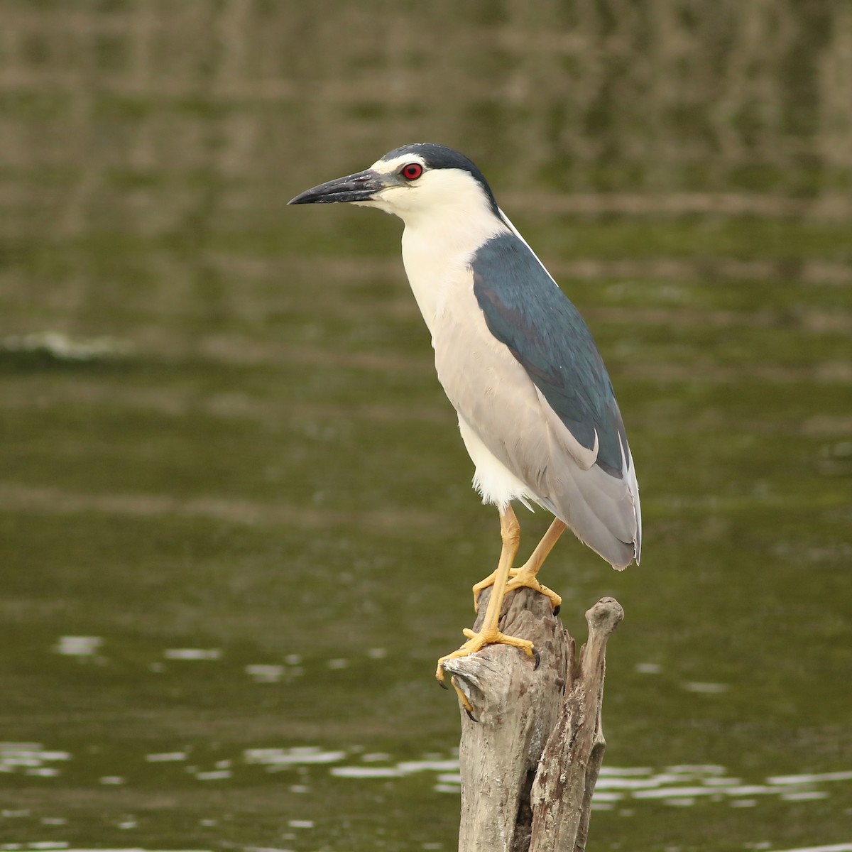 ゴイサギ（nycticorax） - ML642910668