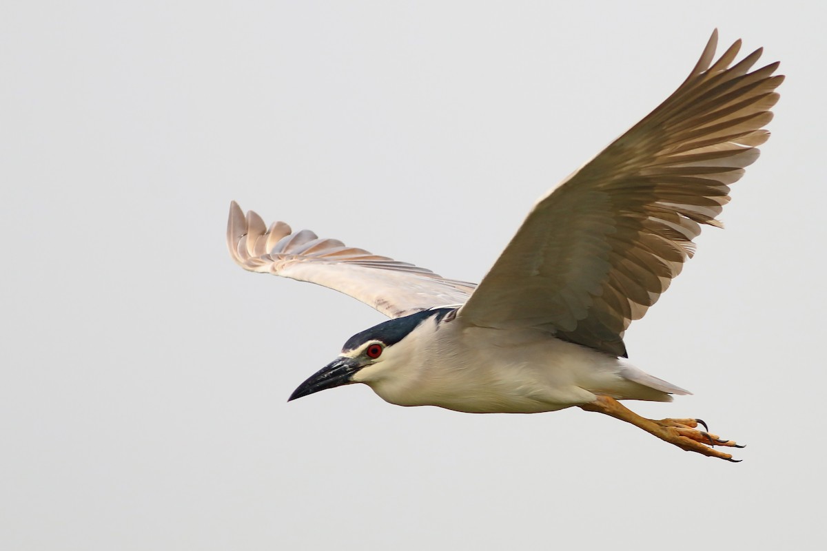 ゴイサギ（nycticorax） - ML642910669