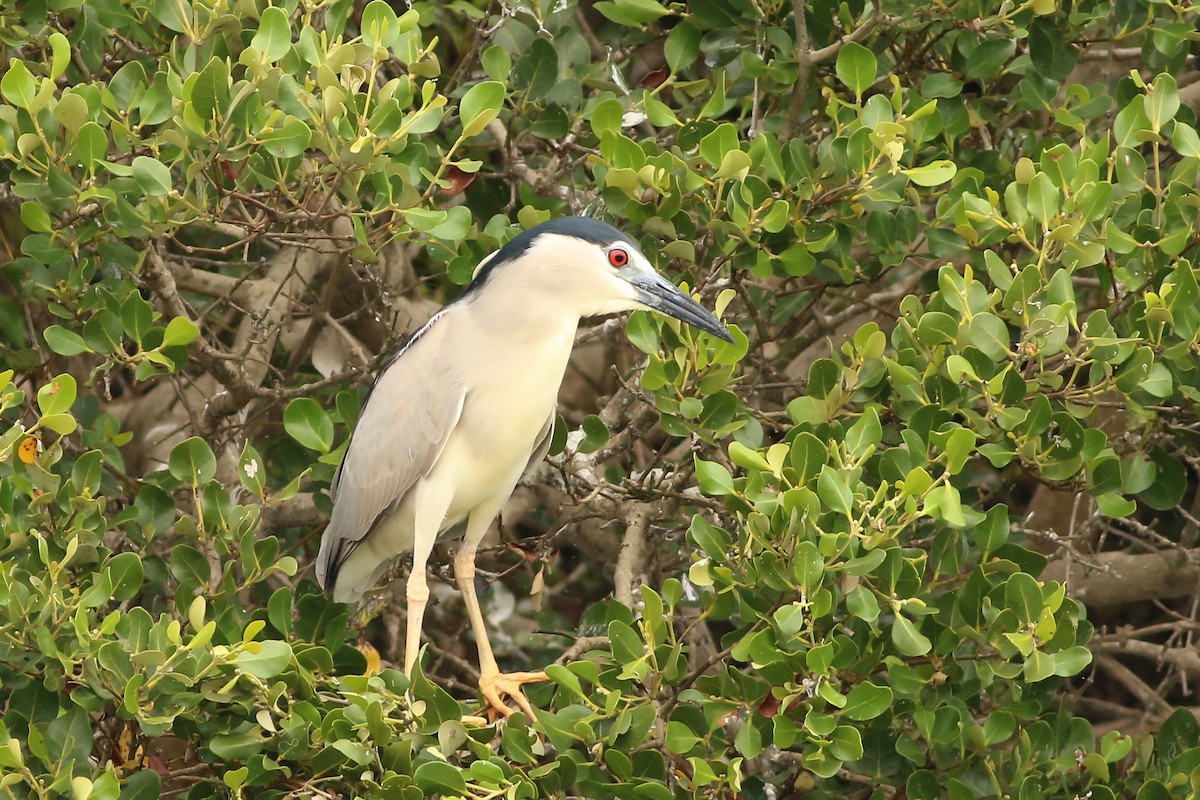 ゴイサギ（nycticorax） - ML642910670