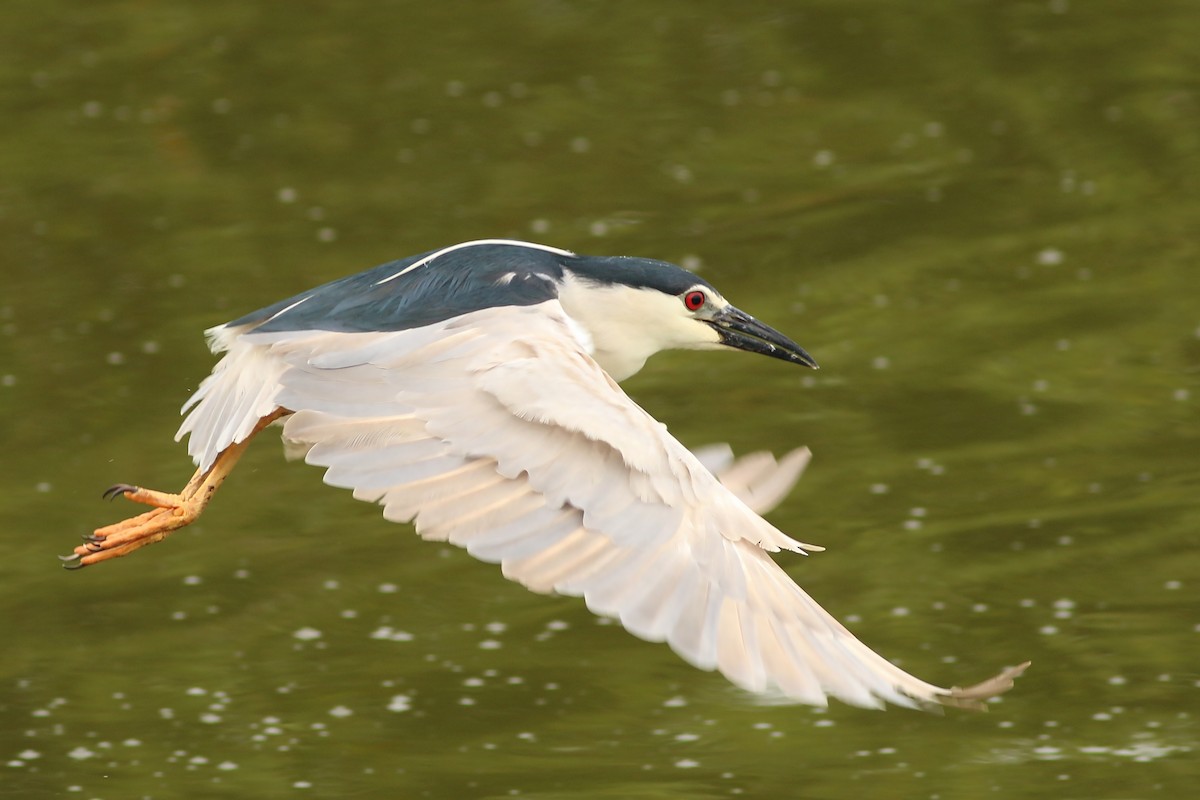 ゴイサギ（nycticorax） - ML642910671