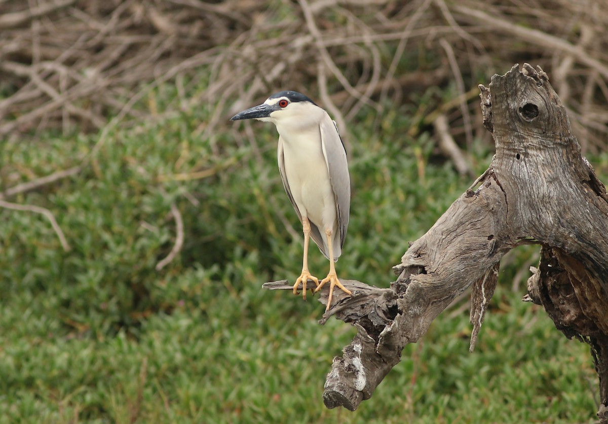 ゴイサギ（nycticorax） - ML642910672