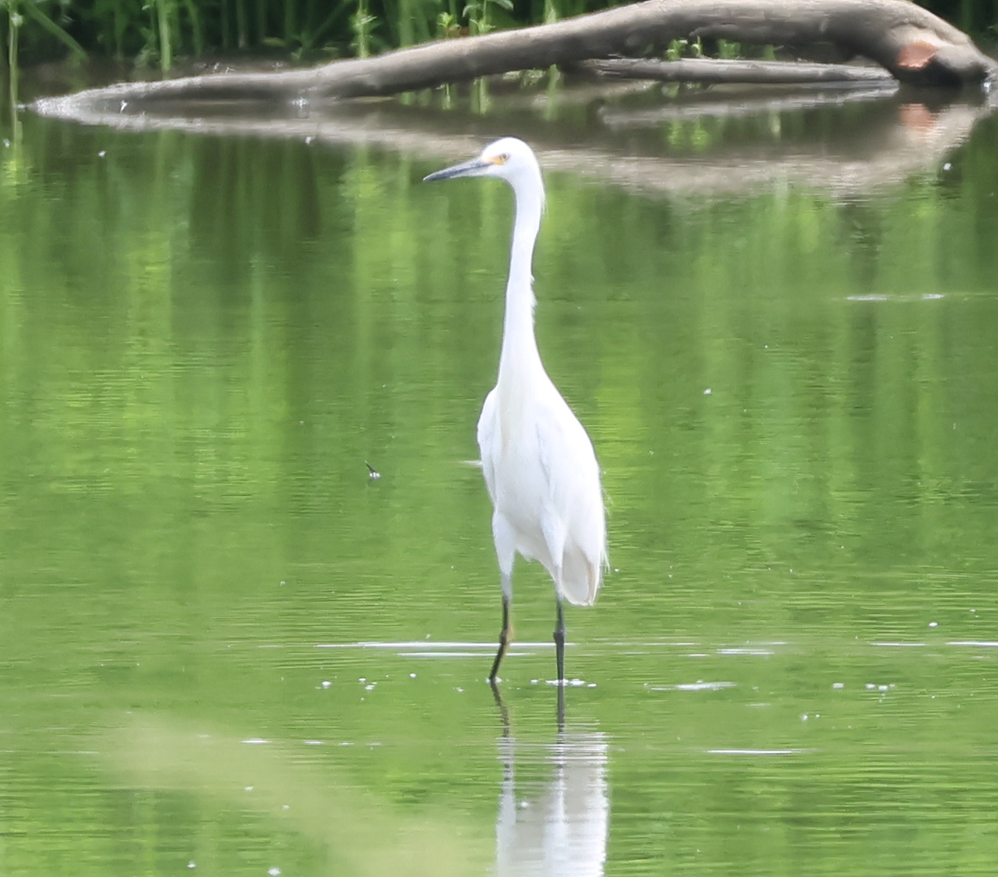 Snowy Egret - ML642910675