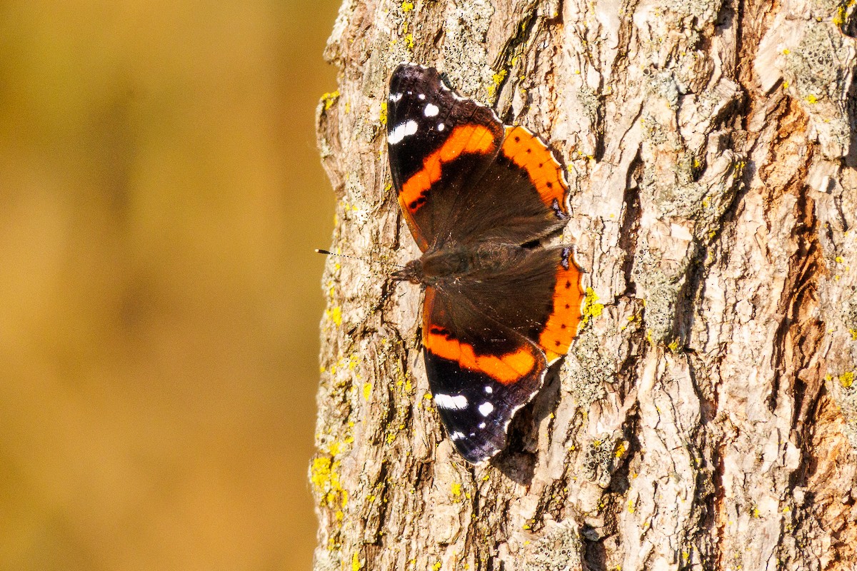 Red Admiral - ML642910678