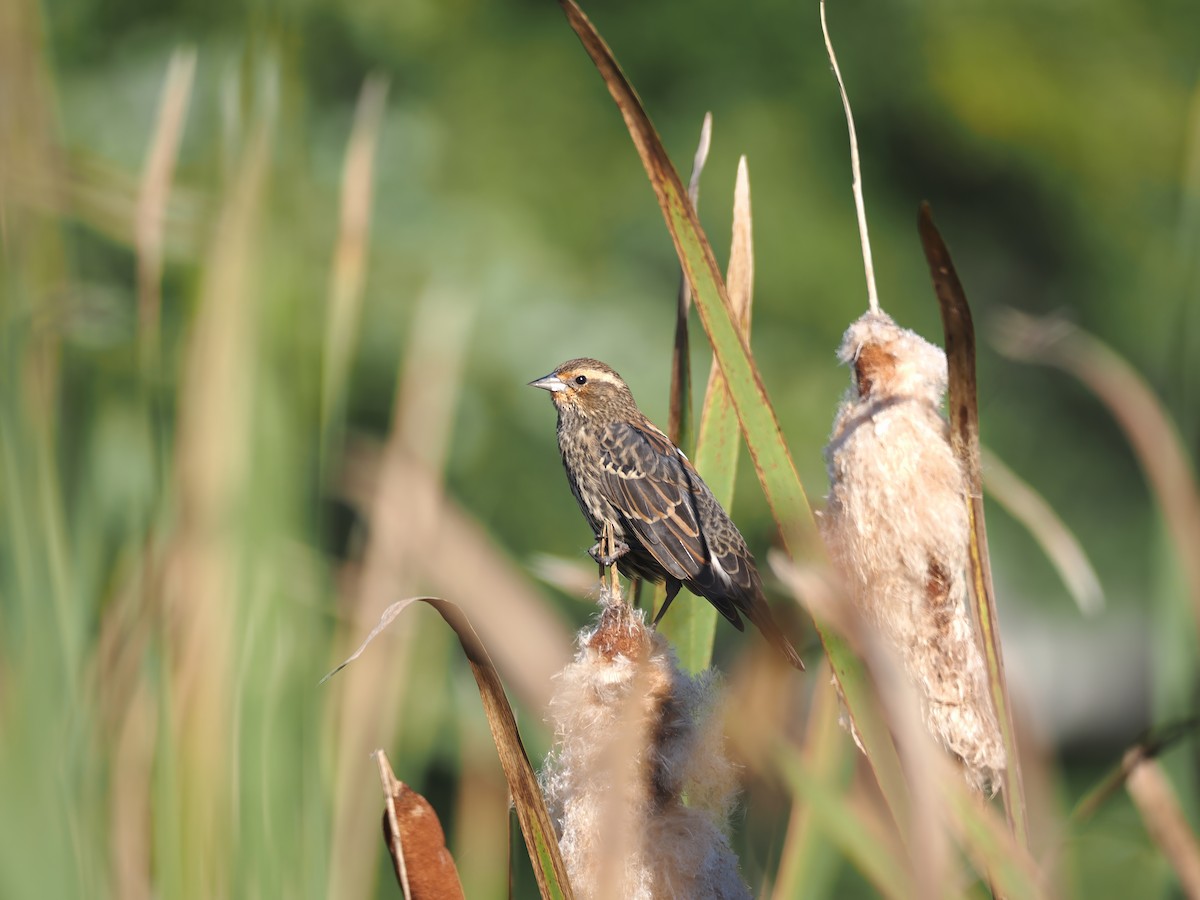 rødvingetrupial - ML642910690