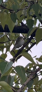 rødøyevireo - ML642910696