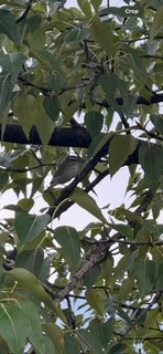 rødøyevireo - ML642910697