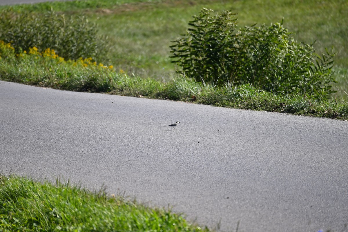White Wagtail - ML642910743