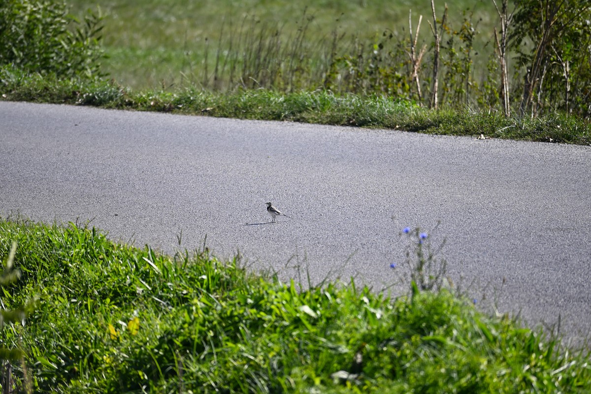 White Wagtail - ML642910744