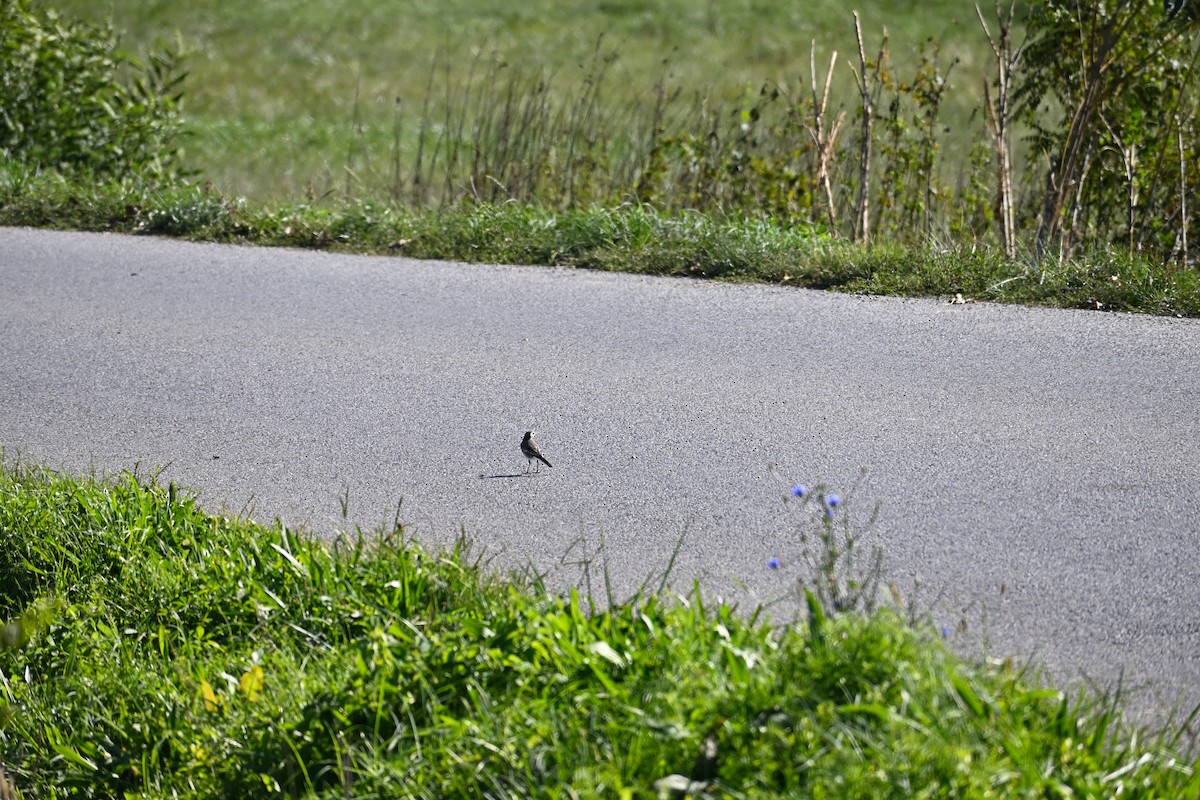 White Wagtail - ML642910745