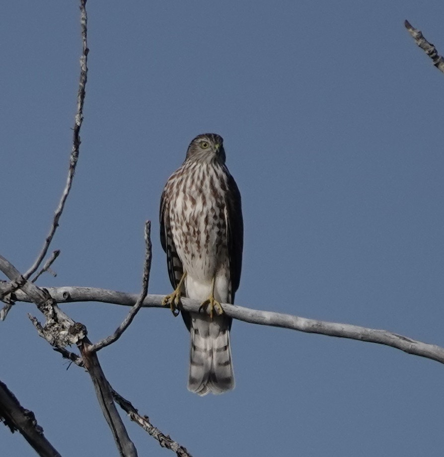 Sharp-shinned Hawk - ML642910763