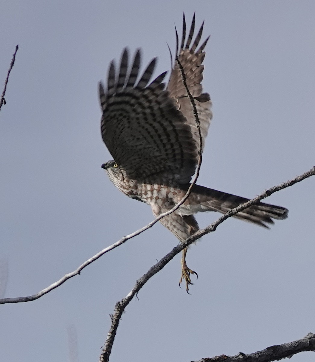 Sharp-shinned Hawk - ML642910773