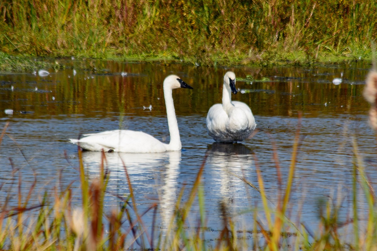 Trumpeter Swan - ML642910785