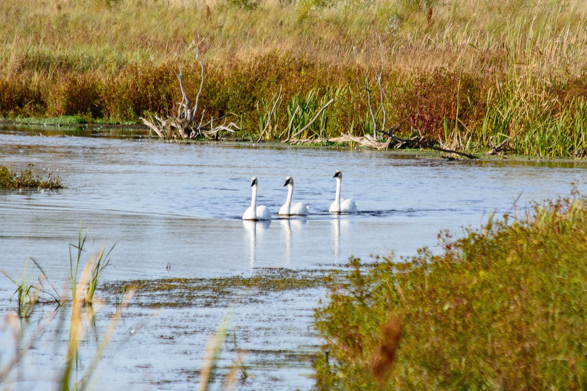 Trumpeter Swan - ML642910786