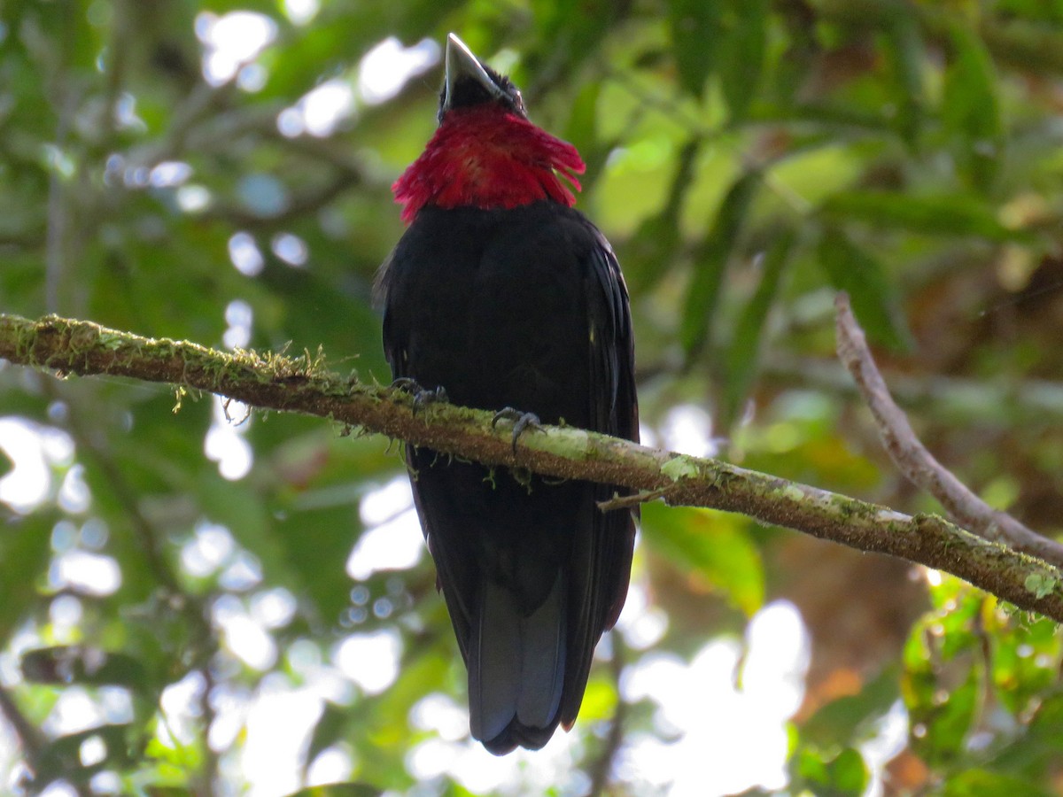 Purple-throated Fruitcrow - ML642910787