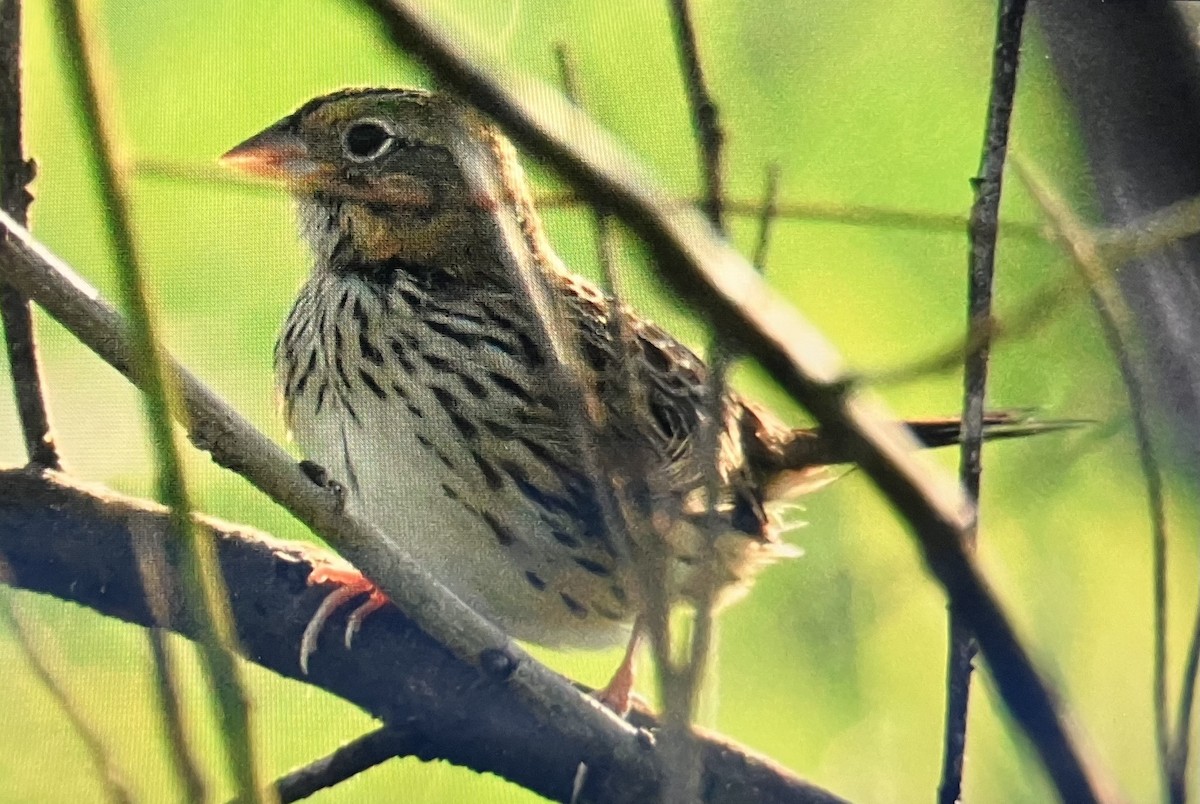 Henslow's Sparrow - ML642910789