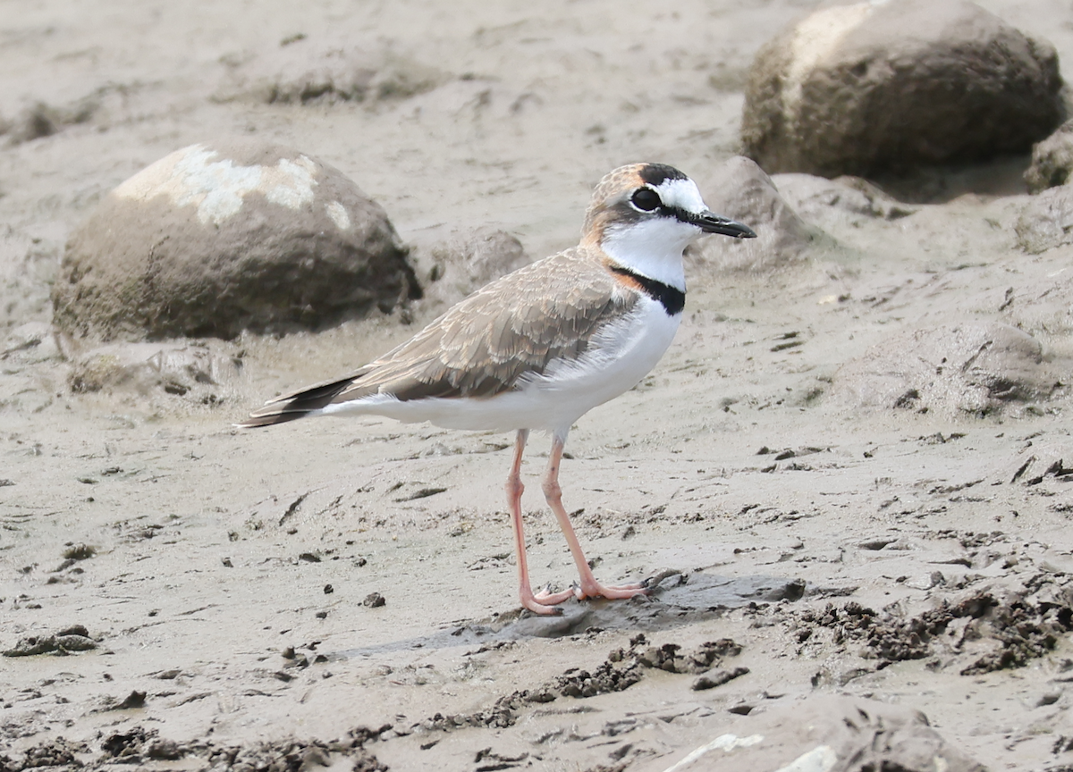 Collared Plover - ML642910790