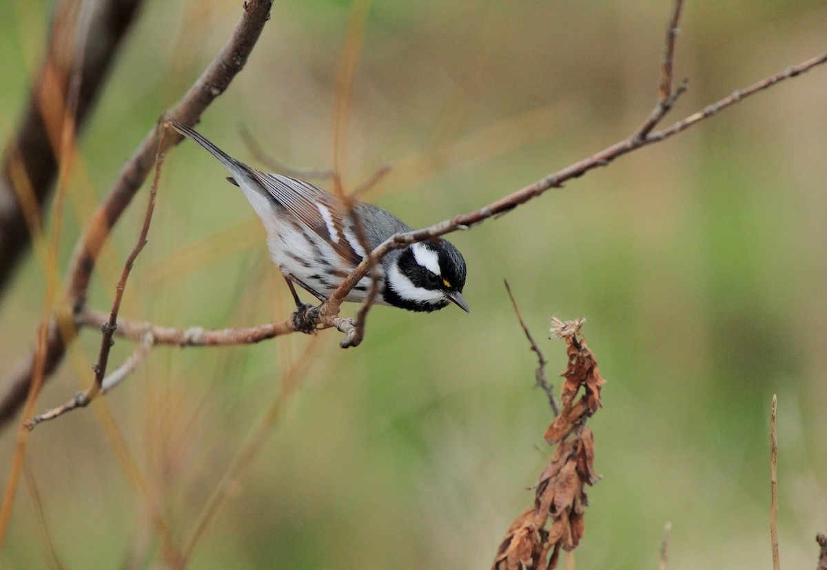 Black-throated Gray Warbler - ML642910795