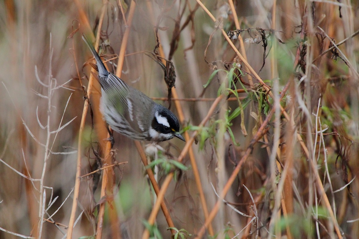 Black-throated Gray Warbler - ML642910796