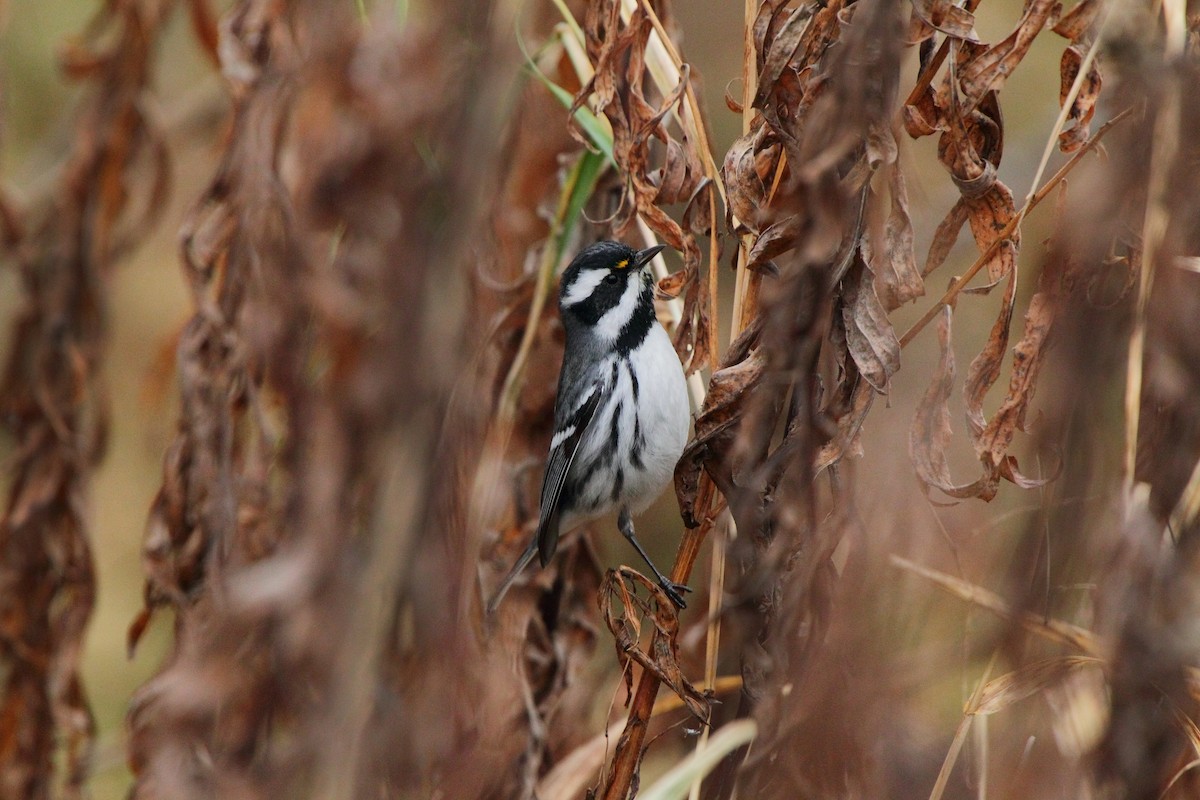 Black-throated Gray Warbler - ML642910797