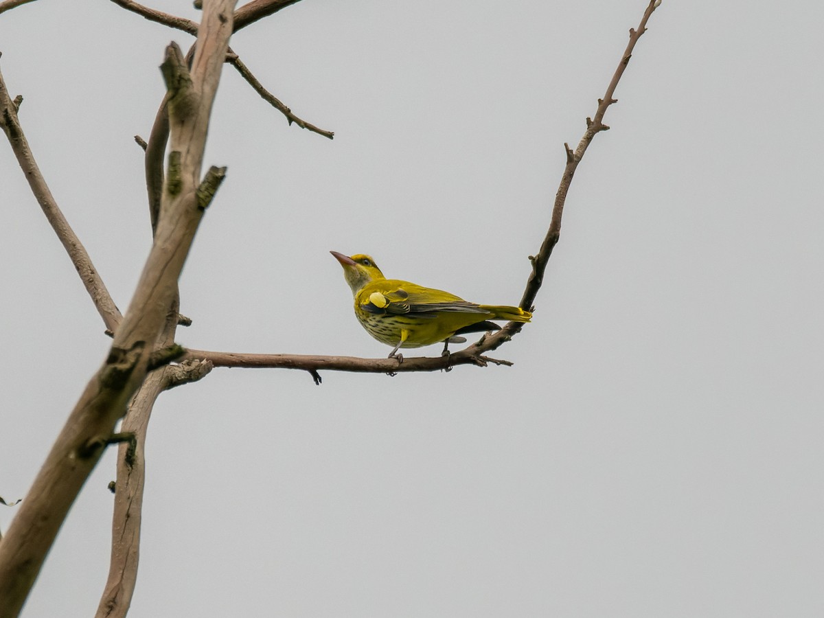 Black-naped Oriole - ML642910829