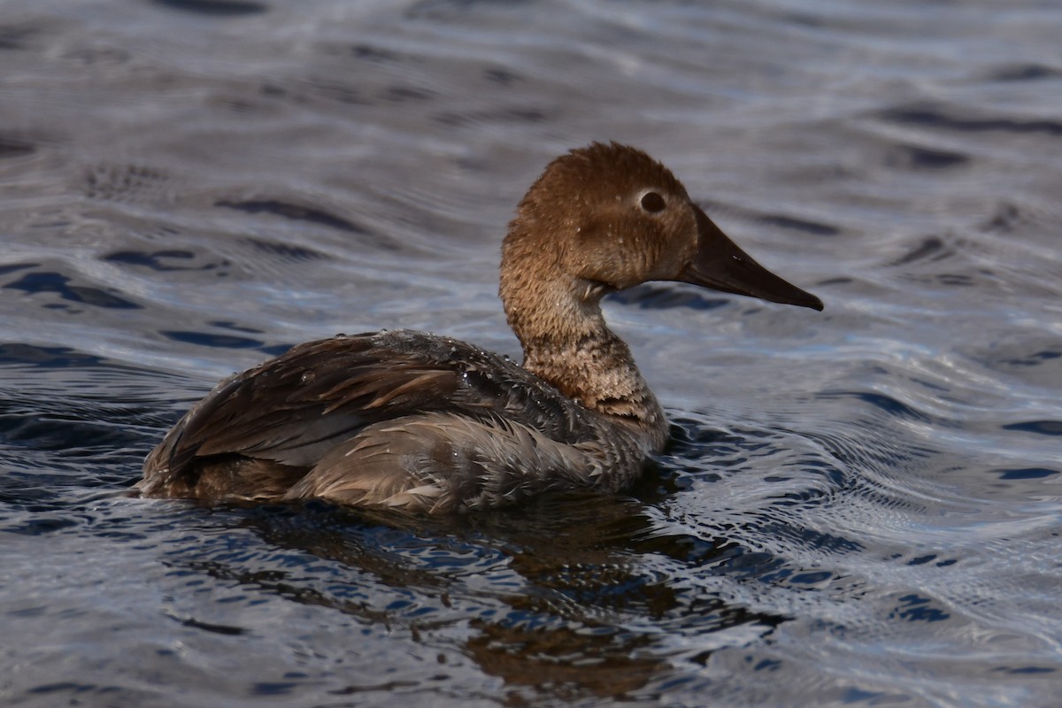 Canvasback - ML642910836