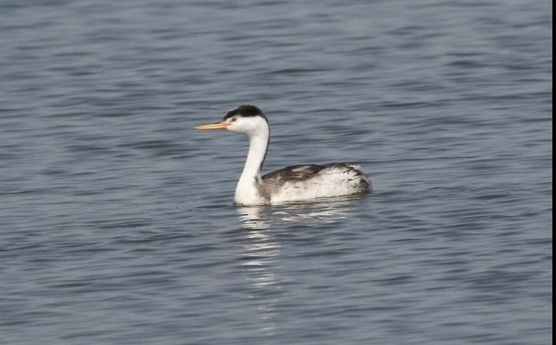 Clark's Grebe - ML642910838