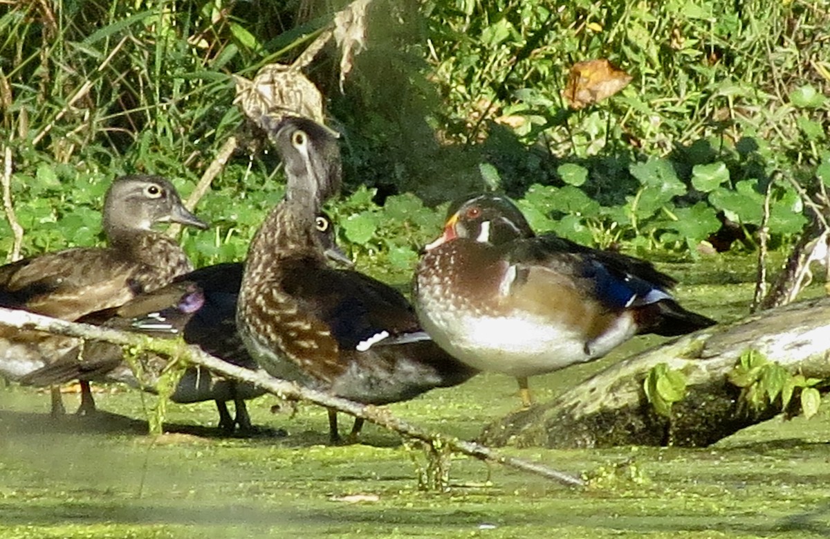 Wood Duck - ML642910854