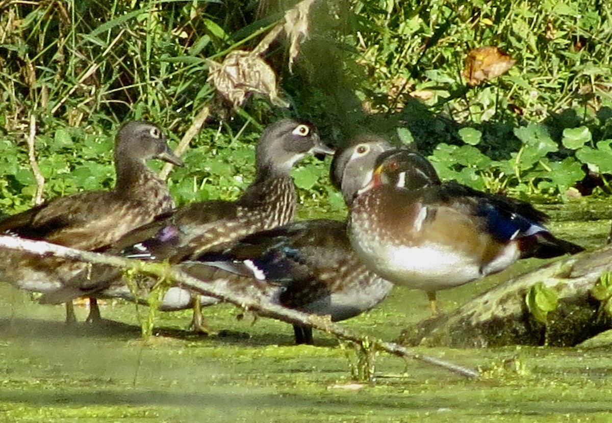 Wood Duck - ML642910865