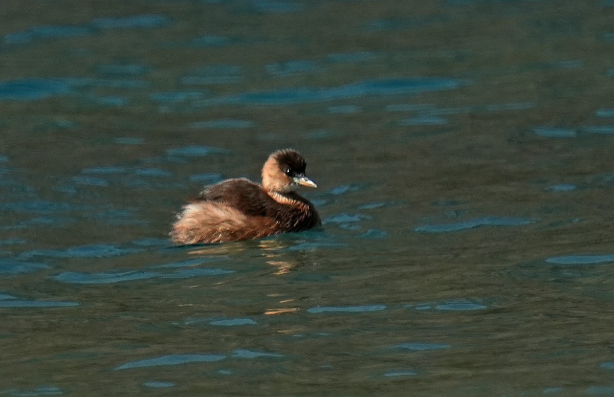 Little Grebe - ML642910876