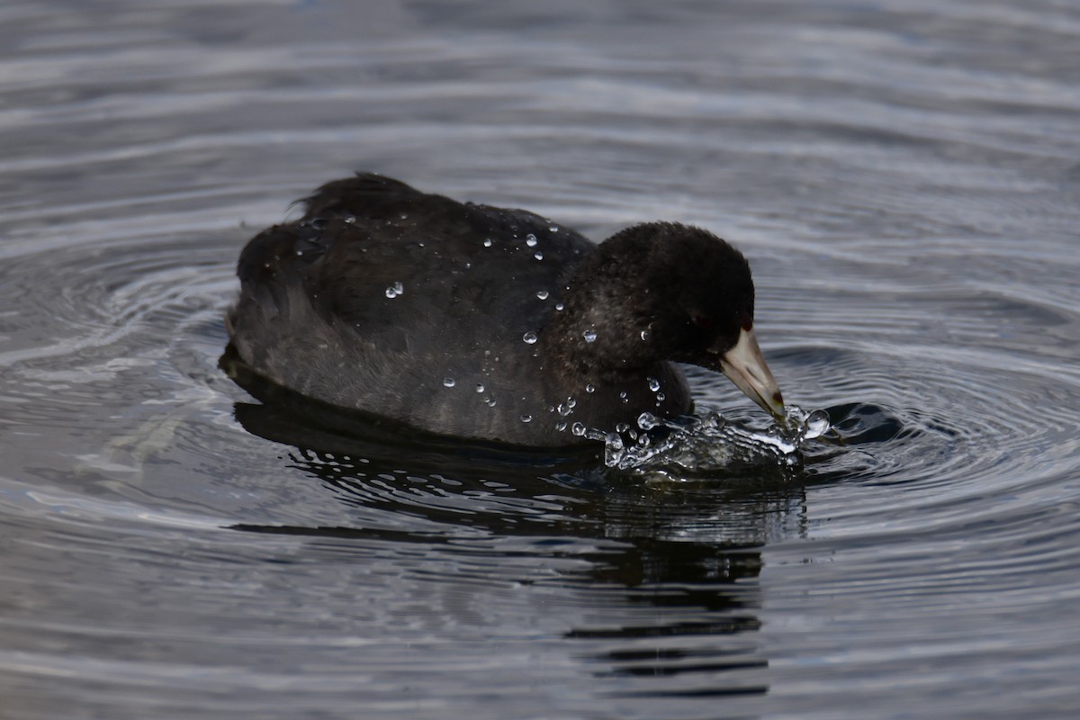 American Coot - ML642910883