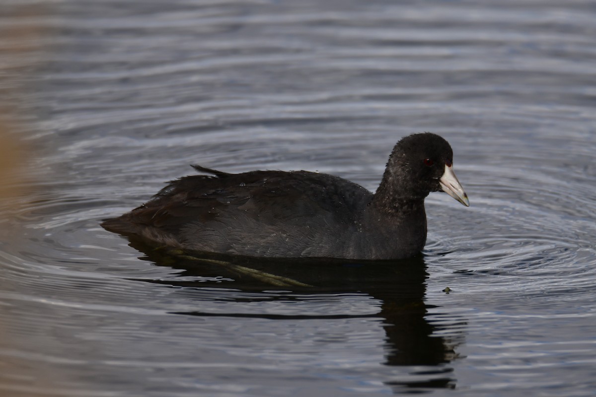 American Coot - ML642910884