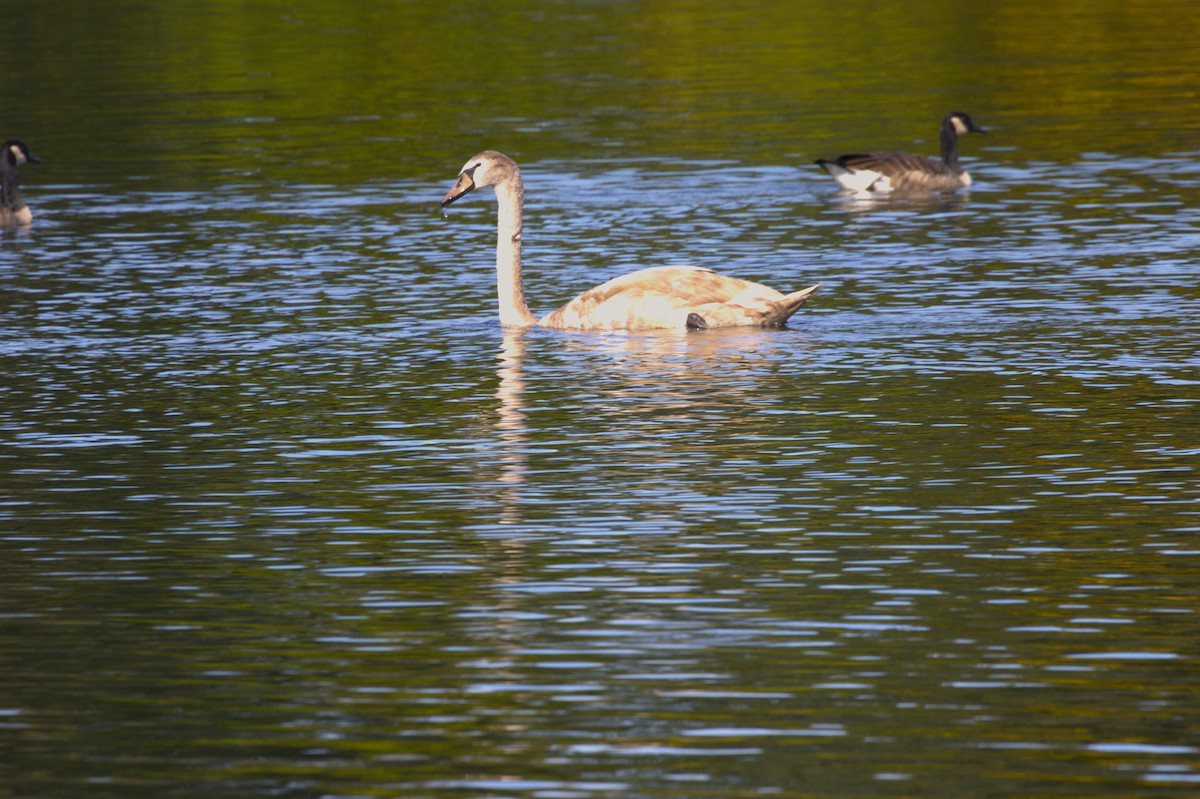 Cigno reale - ML642910885