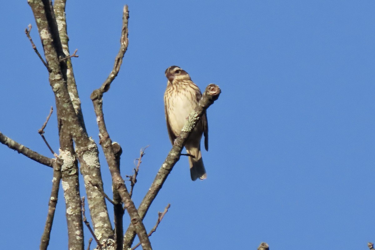 Rose-breasted Grosbeak - ML642910904