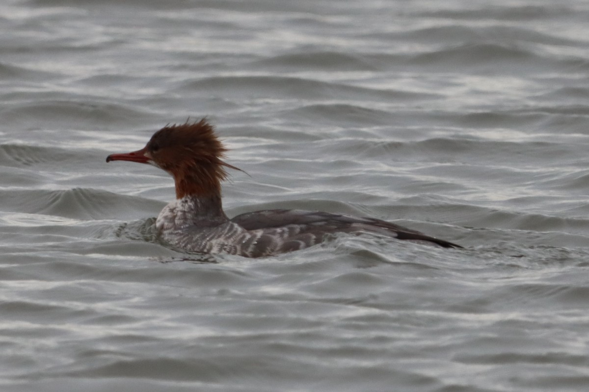 Red-breasted Merganser - ML642910917