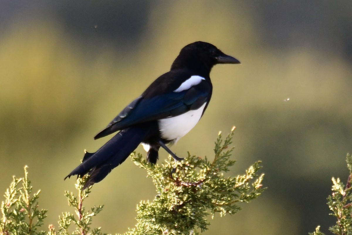 Black-billed Magpie - ML642910923
