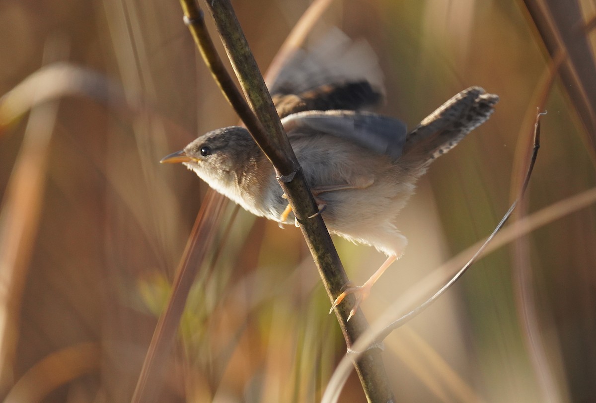 Sedge Wren - ML642910945