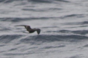 Wedge-rumped Storm-Petrel - ML642910948