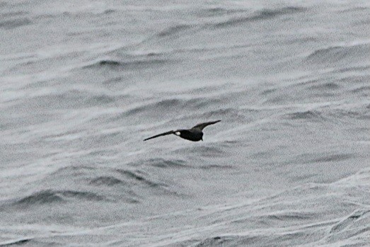 Wedge-rumped Storm-Petrel - ML642910949