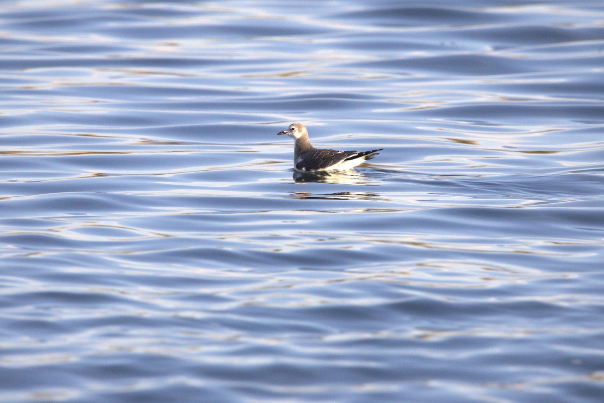 Sabine's Gull - ML642910951