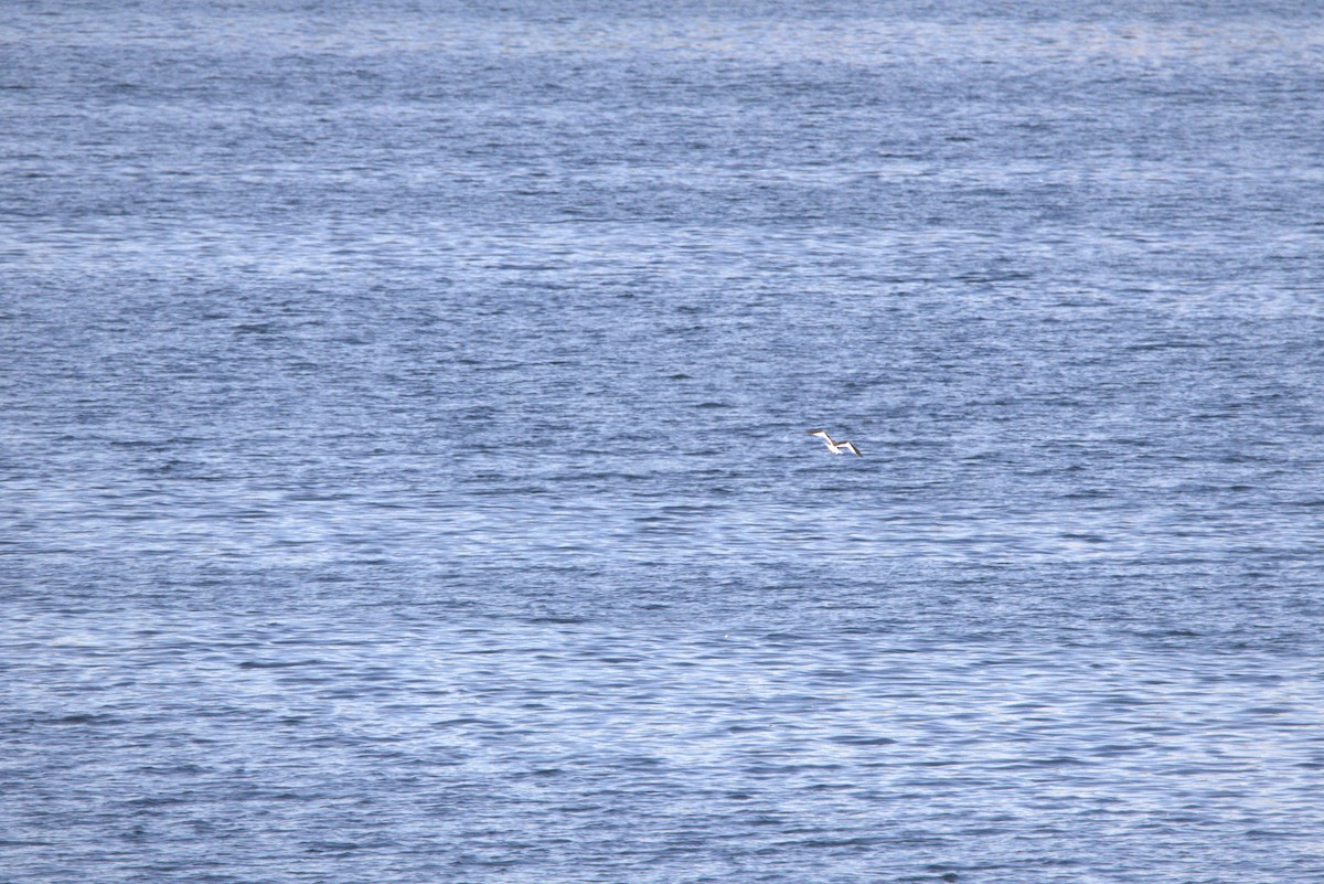 Sabine's Gull - ML642910956
