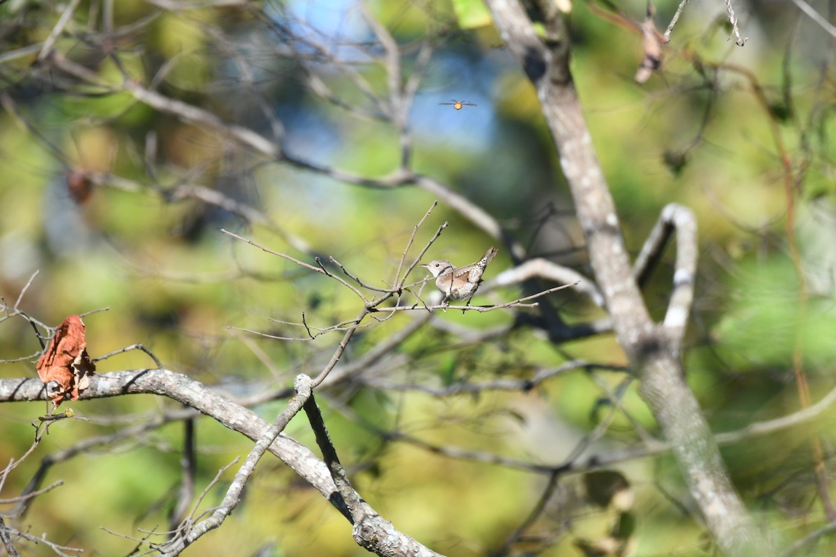 Northern House Wren - ML642910968