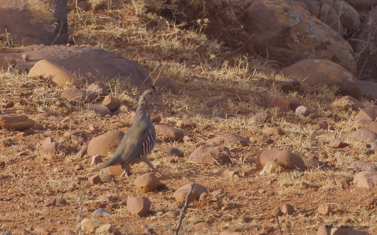Barbary Partridge - ML642910970