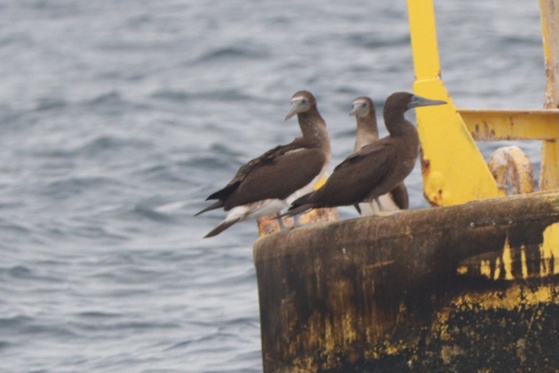 Blue-footed Booby - ML642910976