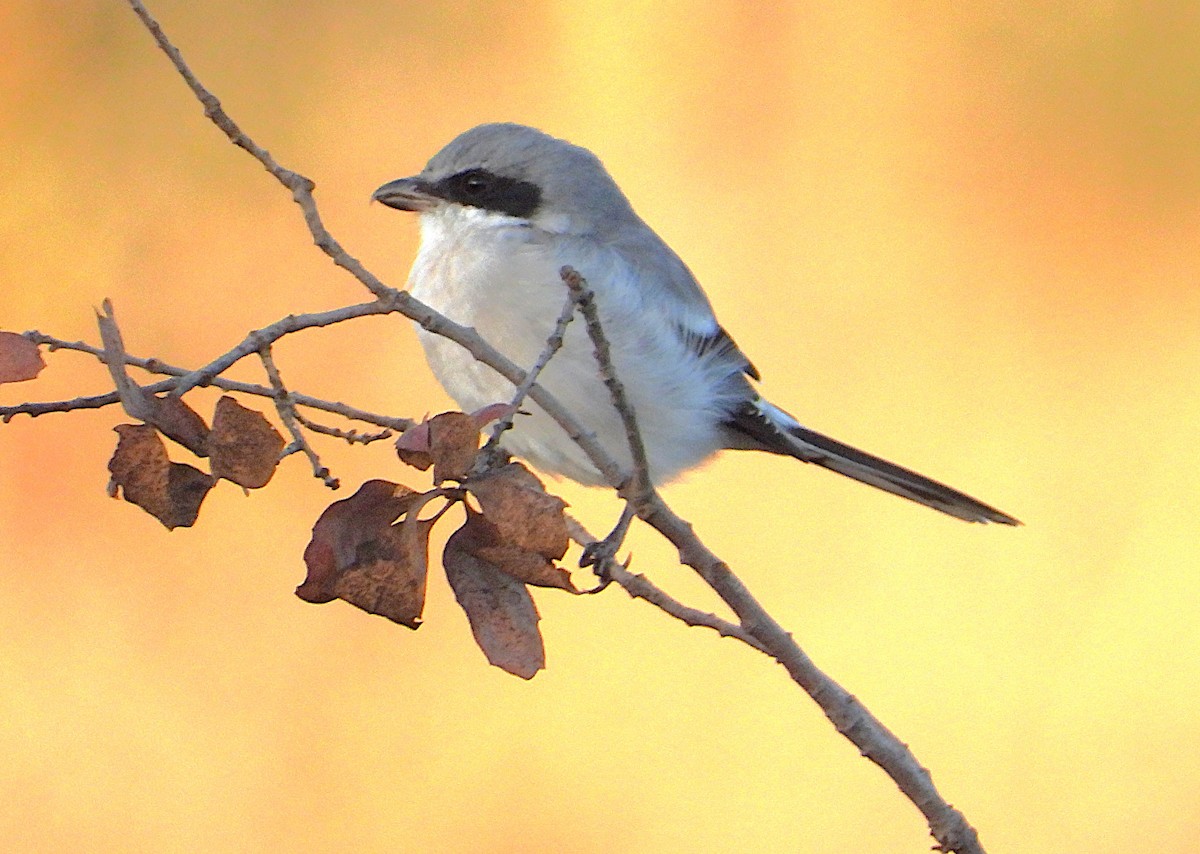 Loggerhead Shrike - ML642910986